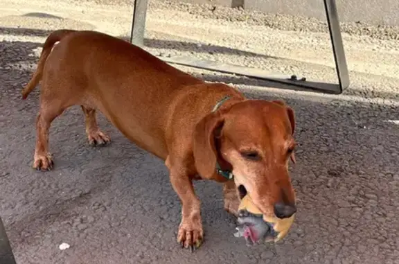 Найдена собака, Оренбург, фото: Такса найдена на проспекте Гагарина, Оренбург