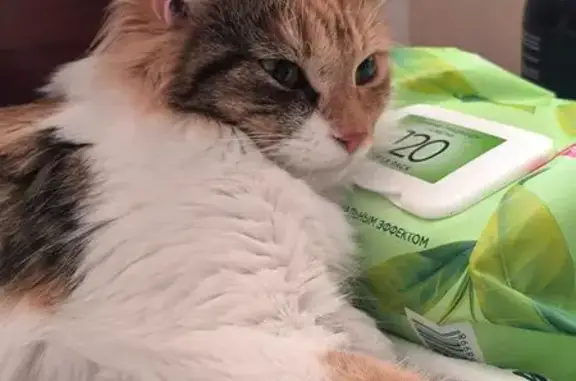 Пропала кошка, Крикковское шоссе 14