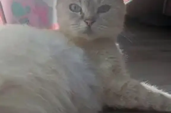 Кошка найдена: Казань, Татарстан