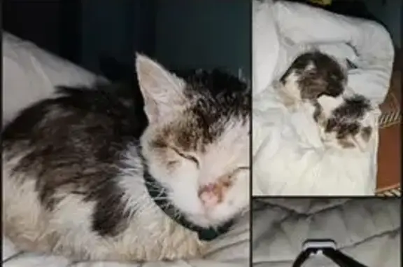 Найдена кошка, Юго-Камский, фото: Найдена кошка на ул. Декабристов, 29