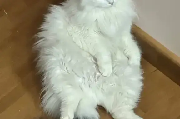 Пропала кошка, Овощеводческая ул., Оренбург