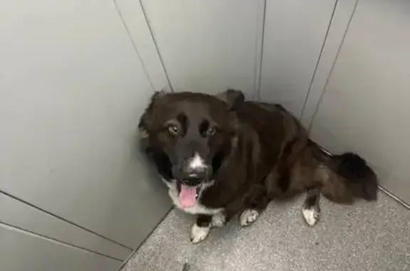 Найдена собака, Липецк, Свиридова 12