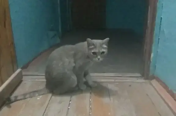 Найденные животные Улан-Удэ, фото: Кошка найдена на ул. Тулаева, 128