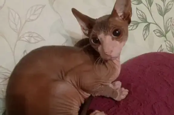 Кошки потеряшки, Березовка, фото: Потеряшка лысый кот, Школьная 32, Берёзовка