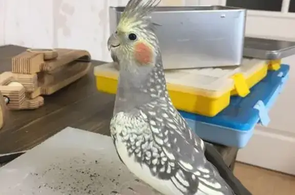 Пропала птица, Коммунистическая 40, Севастополь