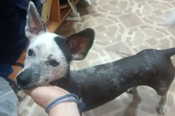 Найдена собака, Северск, фото: Найдена собака, Северск, Солнечная 17