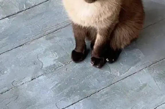 Кошки потеряшки, Йошкар-Ола, фото: Потеряшка сиамский кот на Советской, Йошкар-Ола