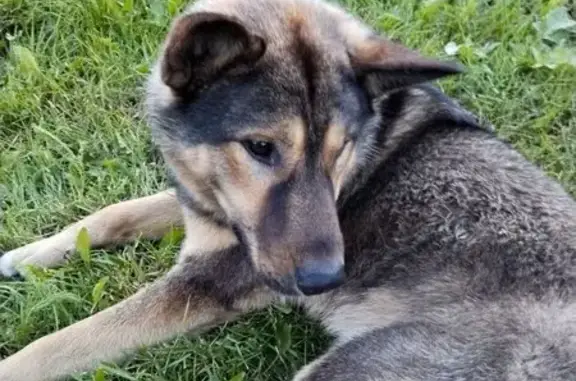 Найдена собака, Владимирская область, фото: Собака найдена в Брутово, Владимирская обл.