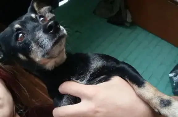 Пропала собака Рекс, Аша, Челябинск