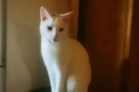 Найдена кошка, Московская область, фото: Кошка найдена: Трубачеевка, МО