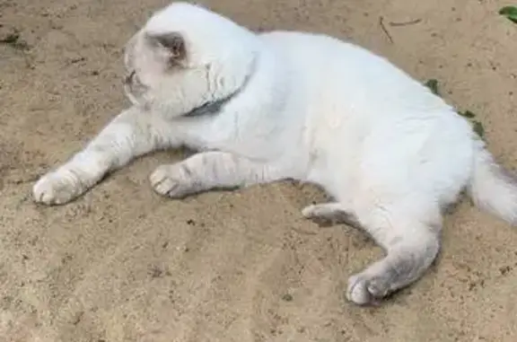 Пропал кот, Вокзальная ул., Пушкино