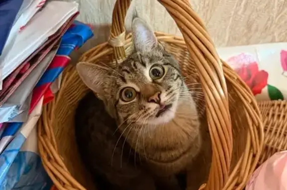 Кошки потеряшки, Нурлат, фото: Потеряшка кошка на ул. Телестудии, 24, Нурлат