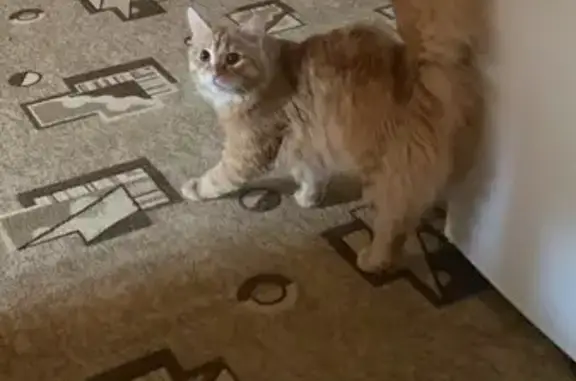 Кошки потеряшки, Нижний Тагил, фото: Потеряшка кошка на Дзержинского, 58