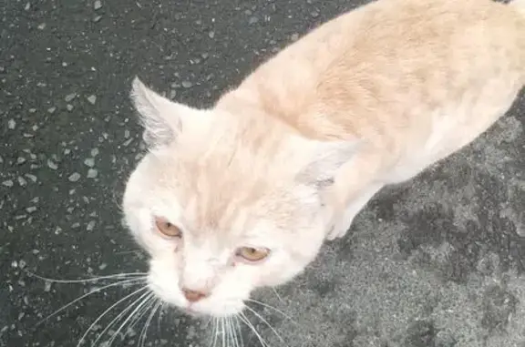 Кошка найдена: Мельничная 45А, Томск