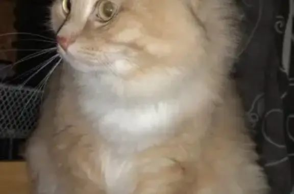 Найдена кошка, , фото: Кошка найдена в Нижневартовске, Югра