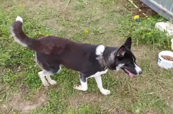 Найдена собака, Рязанская область, фото: Найдена собака в Мамоново, Рязанская обл.