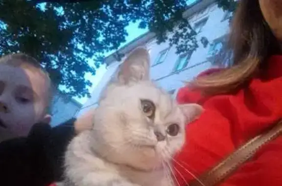 Найдена кошка, ул. Дементьева 5, Казань