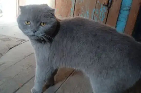 Котик найден: ул. Энтузиастов, Томск