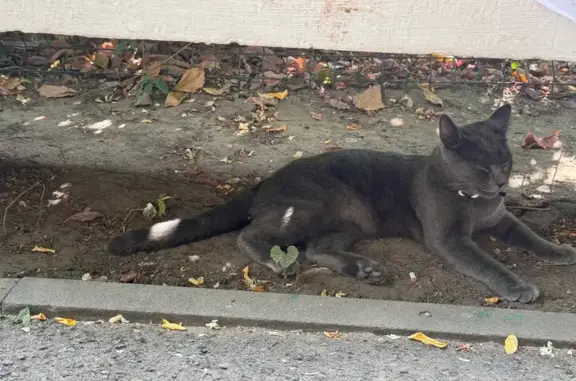 Кошка найдена: Советская ул., Ростов-на-Дону