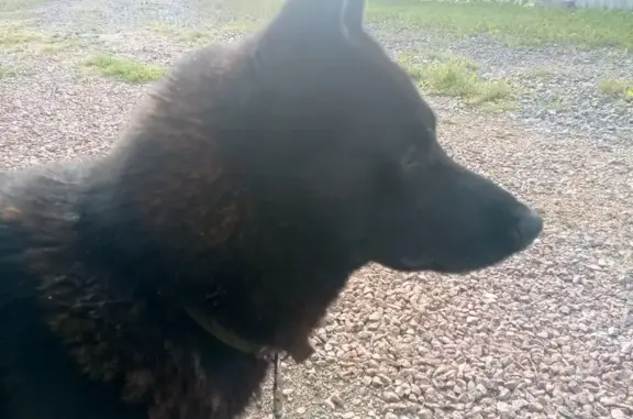 Собака найдена: Кирилловская, 4, Вологда