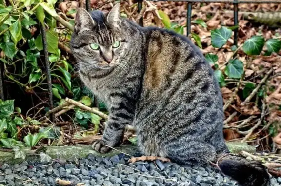 Пропала кошка, Фосфоритная ул, 4, Пермь