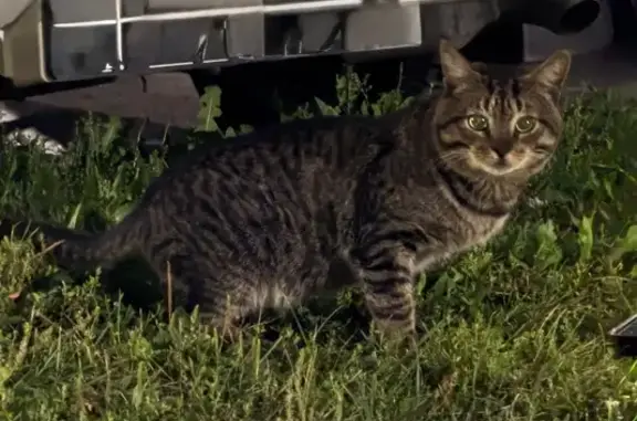 Кошка найдена: Курская ул. 23, Казань