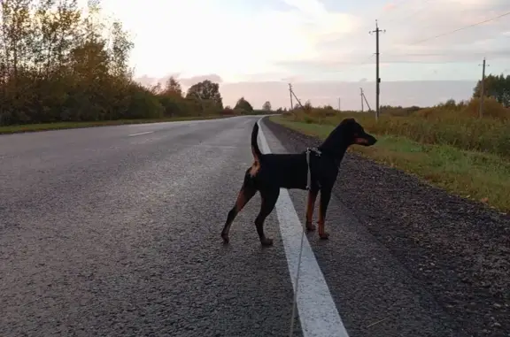 Пропала собака в лесу у Введенского 46Н-05001