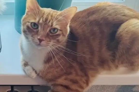 Пропал кот Котэ, Западная ул., Елизово