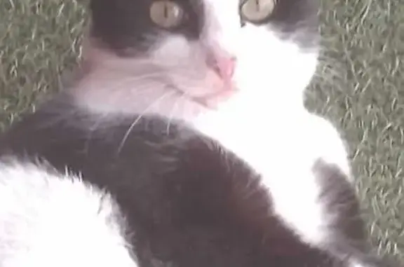 Пропала кошка, ул. Горького 13А, Хомутово