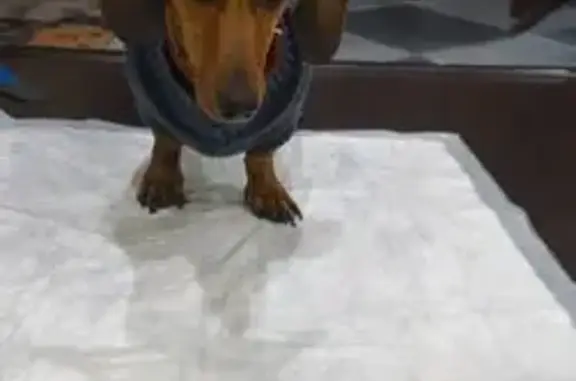 Найдена такса на Халезова, 14, Казань