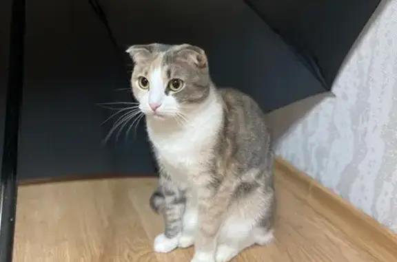 Кошки потеряшки, , фото: Потеряшка кошка, Озёрная ул. 15, Внуково