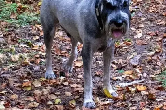 Собаки потеряшки, Екатеринбург, фото: Потеряшка собака на ул. Краснолесья, Екб