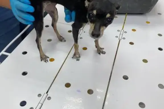 Найдена собака, Феодосия, фото: Найдена собака, Керченское шоссе, Феодосия