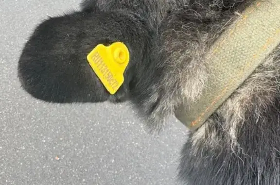 Найдена собака, пр. проезд № 5464, Москва