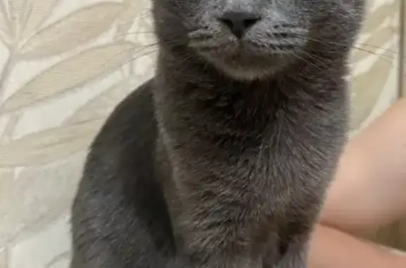 Кошки потеряшки, Нижневартовск, фото: Потеряшка кошка, ул. Чапаева 13/2, Нижневартовск