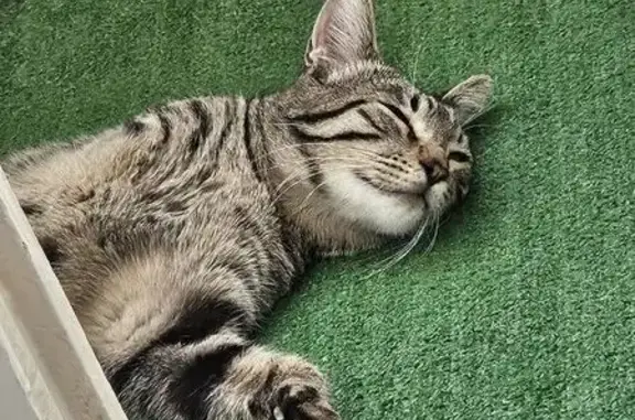 Кот найден: пр. Расула Гамзатова, 16, Махачкала