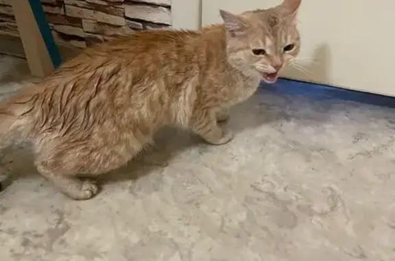 Кошка найдена: пр. Строителей, 13Д, Владимир