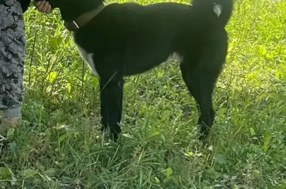 Найдена собака: пр. Нар. Ополчения, СПб