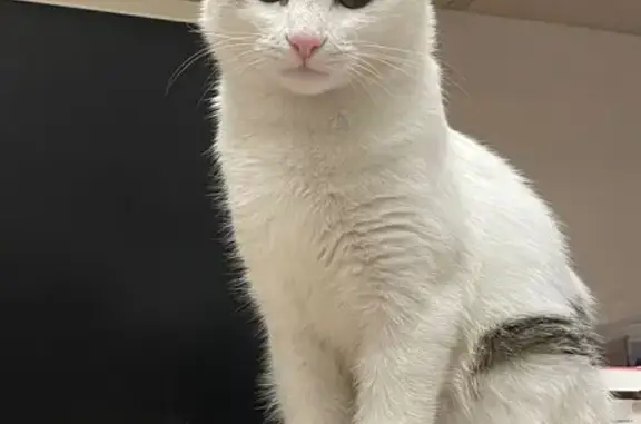 Пропала кошка, Бибиревская ул., 9, Москва