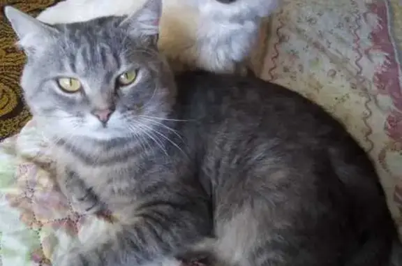 Пропала кошка, ул. Свердлова 27, Киров