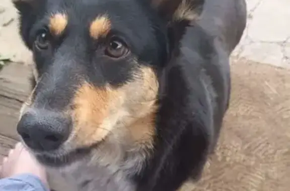 Собаки потеряшки, Благовещенск, фото: Потеряшка собака, Театральная 155 к7