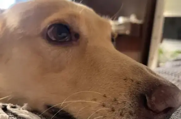 Найдена собака, Дмитров, фото: Рыжий мальчик найден, ул. Маркова, Дмитров