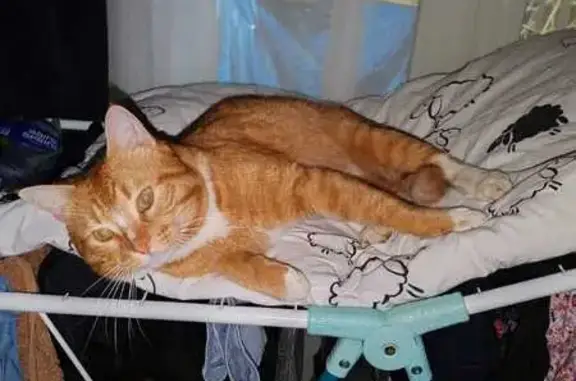 Пропал кот Чивапчич, 46Н-12395, МО