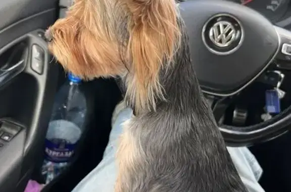 Собака найдена: ул. Молодогвардейцев, 55А