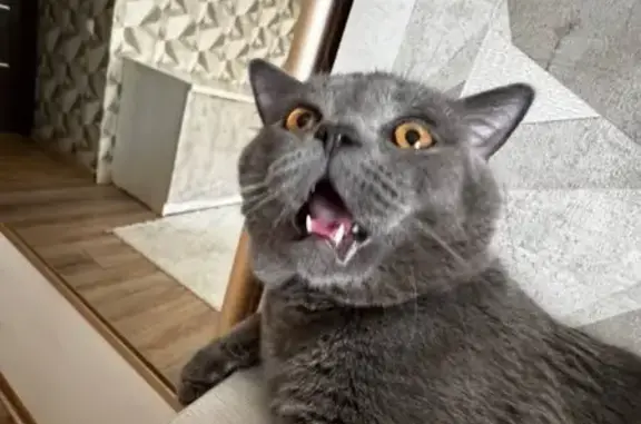 Кошки потеряшки, Караганда, фото: Потеряшка кошка на ул. Альпинистов, 23в