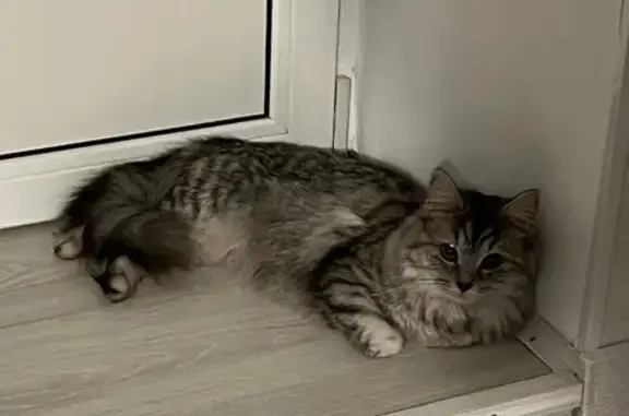 Кошки потеряшки, Тамбов, фото: Потеряшка кошка, Никифоровская 40, Тамбов