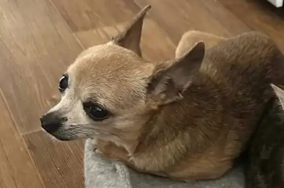 Собаки потеряшки, Нижневартовск, фото: Потеряшка собака Тэсси, ул. Нефтяников, 25