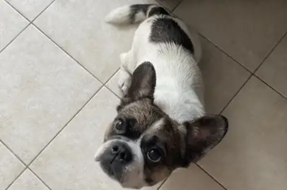 Найдена собака, Ставрополь, фото: Найдена собака, ул. Тухачевского 19/3