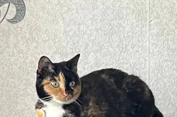 Пропала кошка, Октябрьская ул., Кувандык