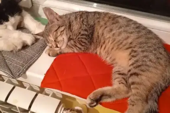 Кошки потеряшки, Крымск, фото: Потеряшка кошка, ул. Комарова, Крымск